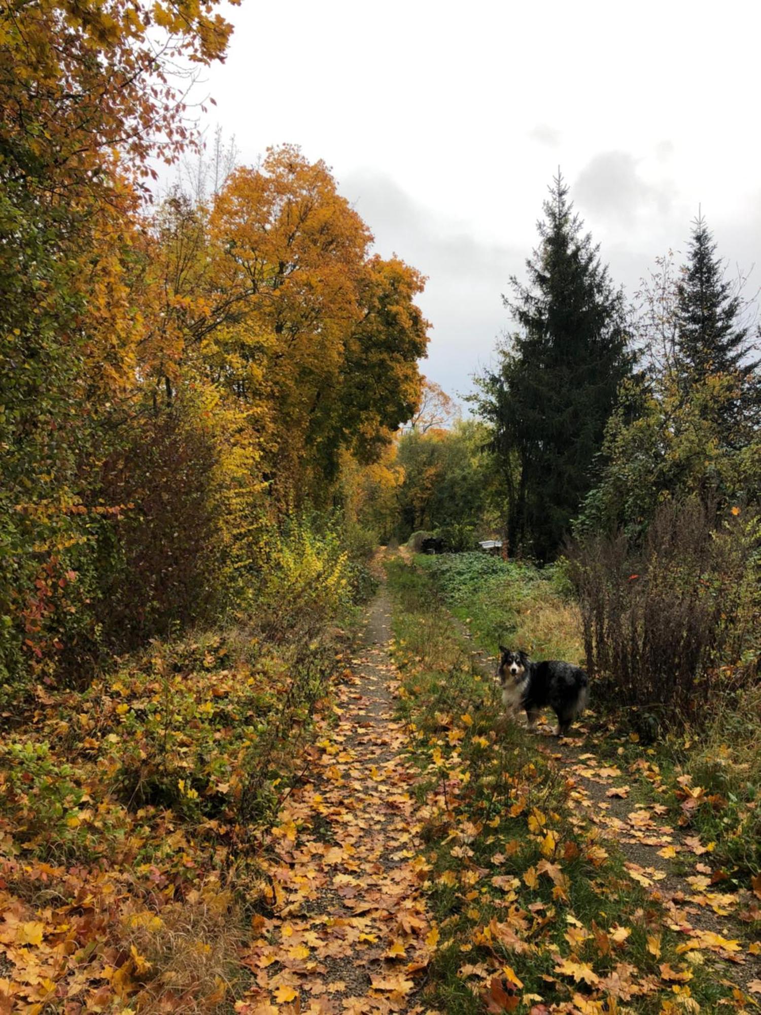 Le Petit Woerthel Villa Wolxheim Eksteriør billede